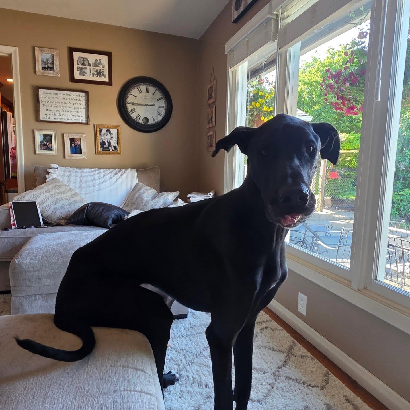 Get a Great Dane. They love sitting on the furniture.