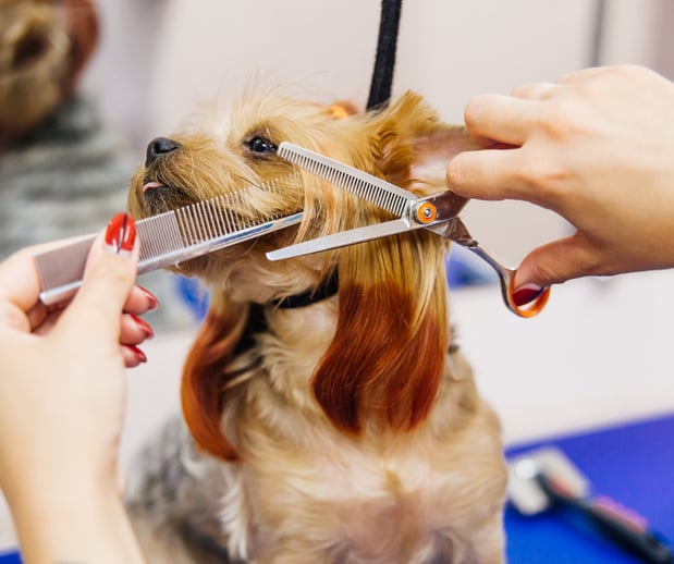 Images San Diego Grooming Academy