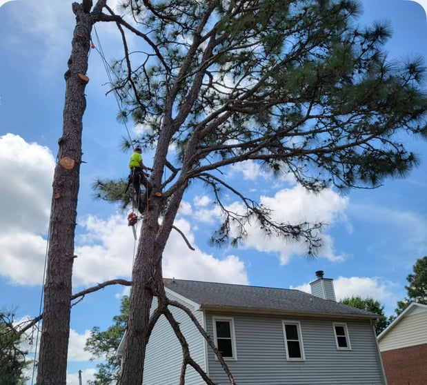Images Carolina Tree Experts
