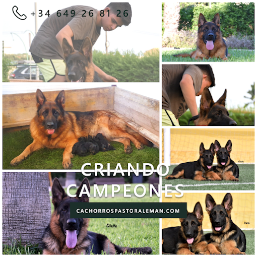 Images CRIADOR PASTOR ALEMAN BARCELONA, LLEIDA , VALENCIA, CASTELLON, ZARAGOZA,