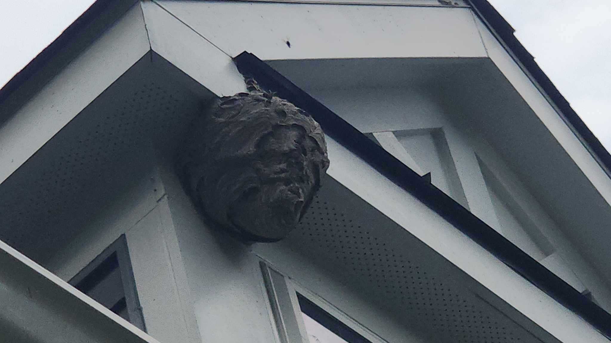 wasp nest on house