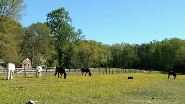 Images Tidewater Equine Clinic & Farm Animal Services