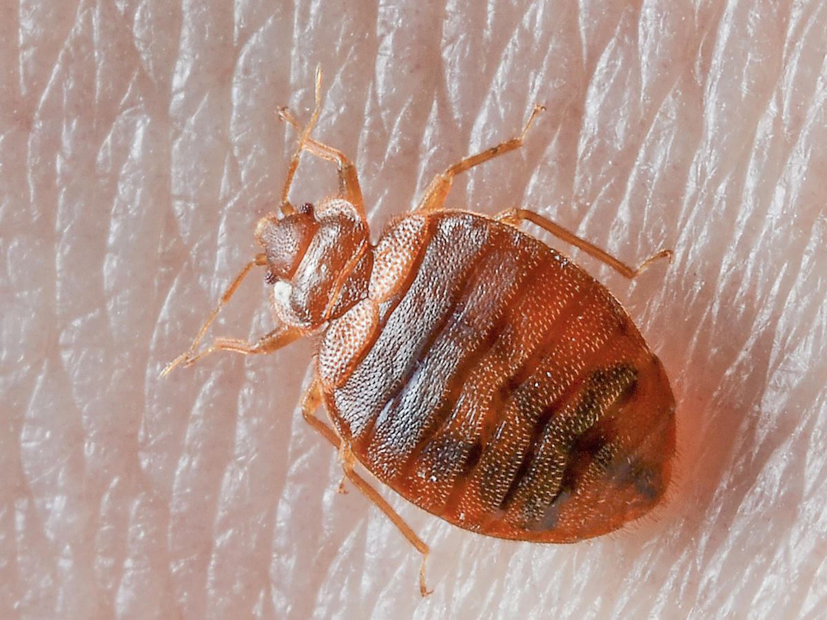 bed bug pest control exterminator