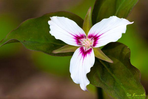 Trillium Dental Photo