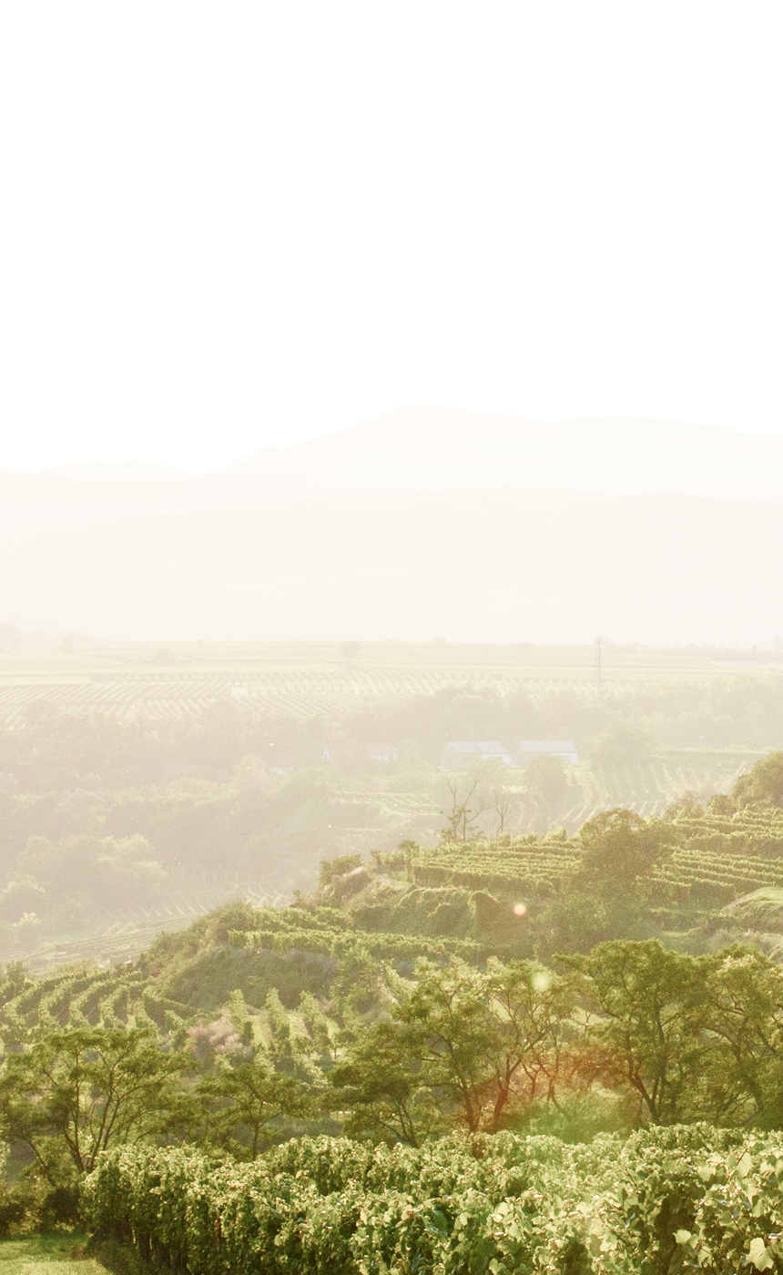 Gorgeous Tuscan vineyard.