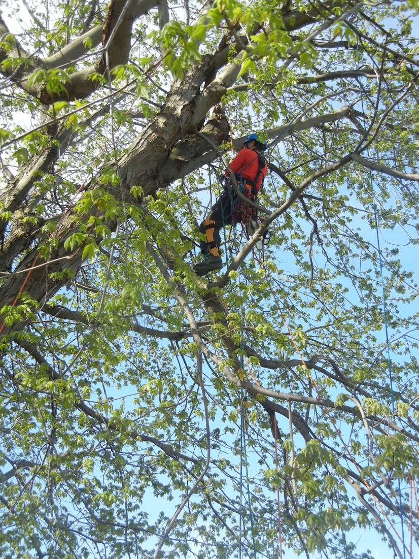 Images Canopée Service d'Arboriculture