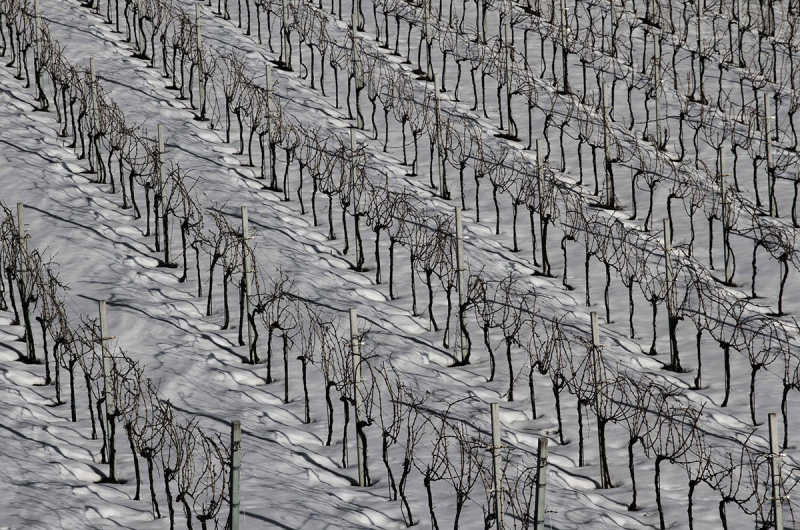 Azienda Vitivinicola La Quercia