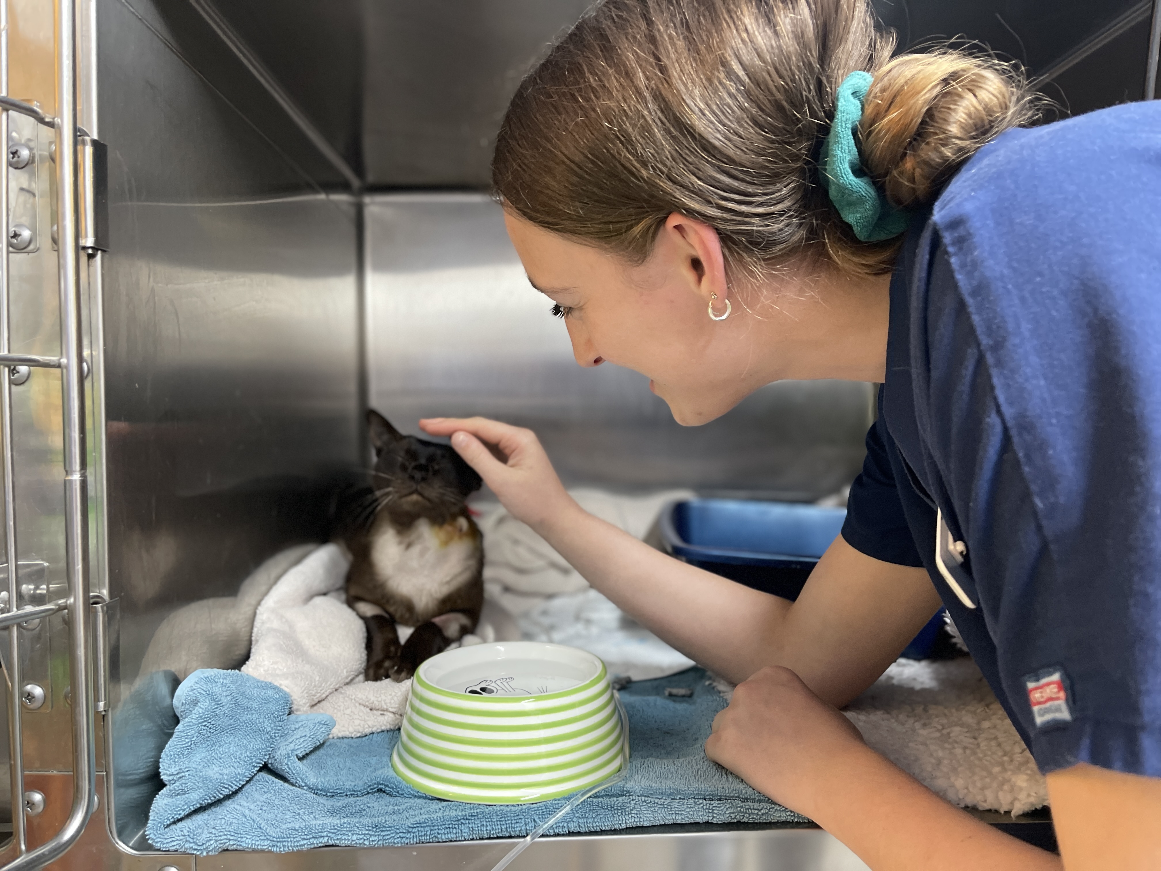 Images Streatham Hill Veterinary Surgery