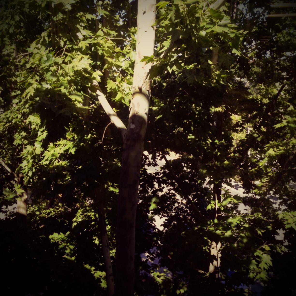 crazy cool tree