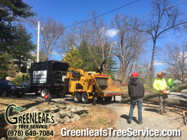 Greenleaf's Tree Service Photo