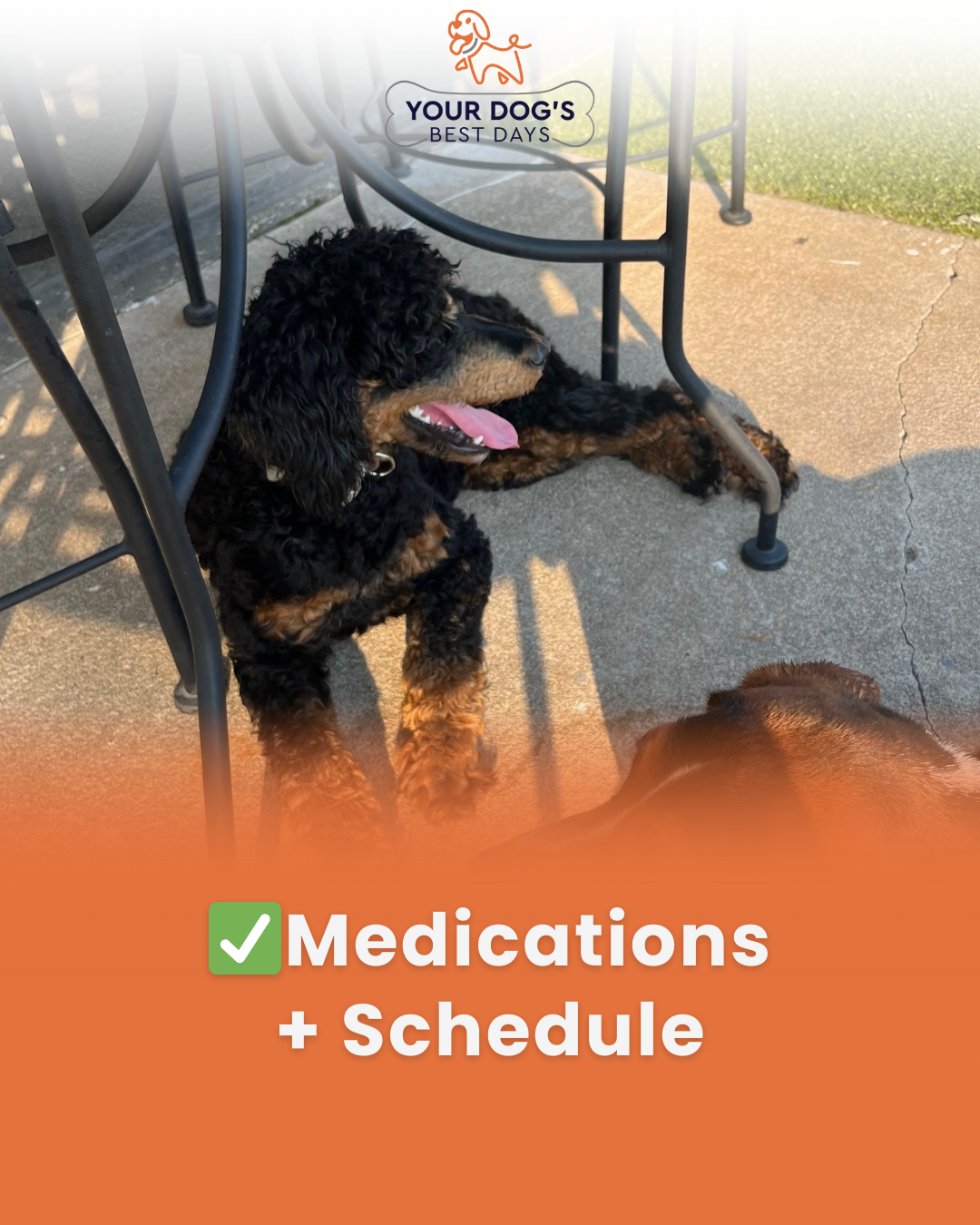 Dog boarding care photo showing a happy dog in the facility, reminding owners to provide medication schedules for safe, consistent care.