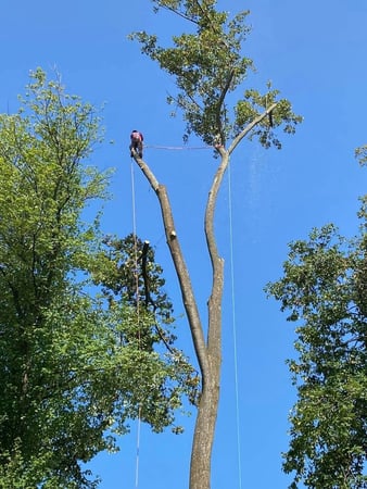 Images Simply Trees & More LLC