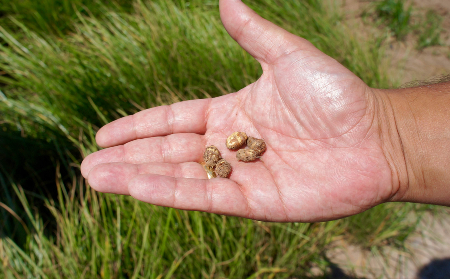 Goryal GmbH, Moosstrasse 9 in Biberist