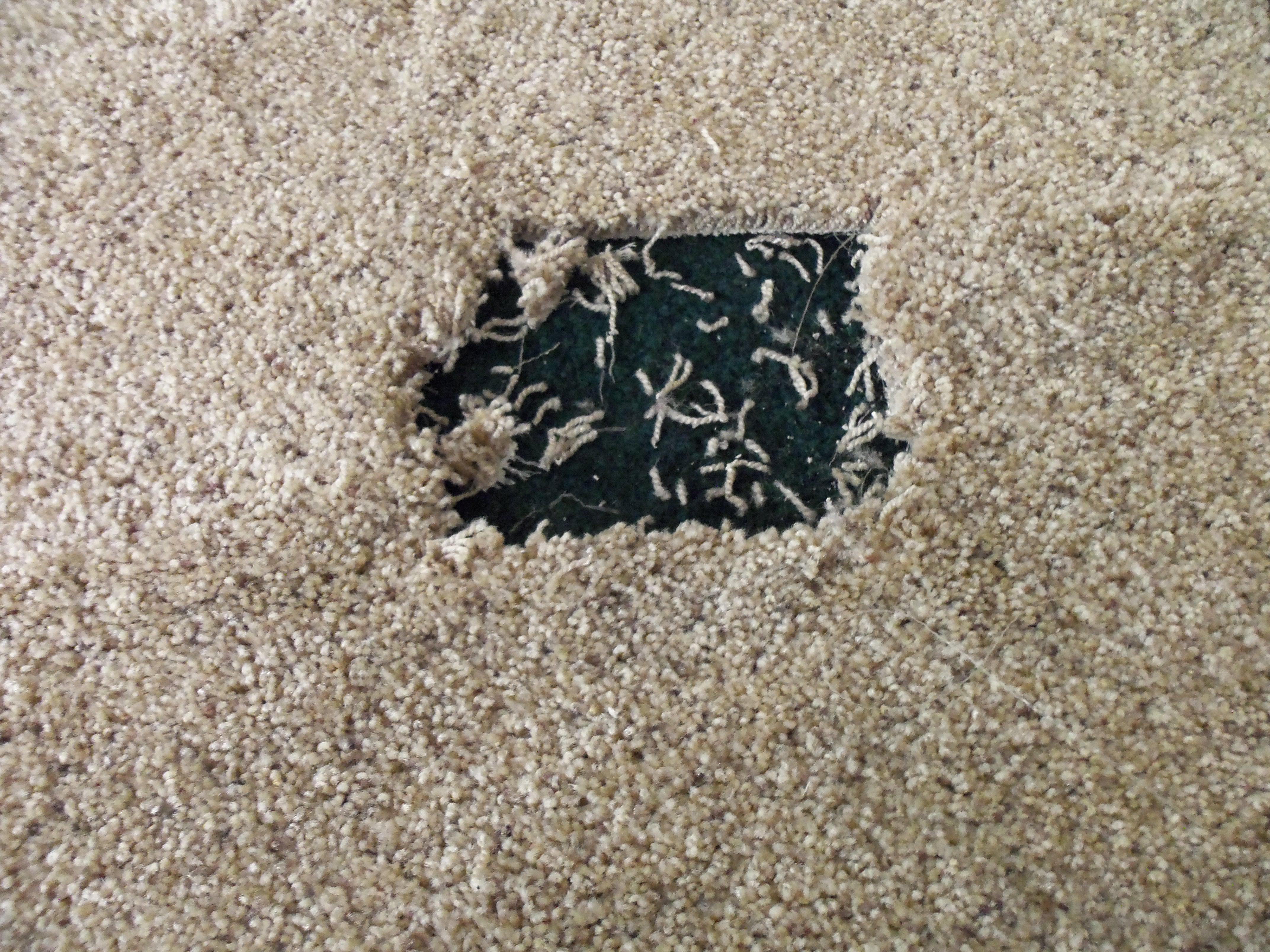 A Personal Touch Carpet Cleaning Photo