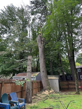 Images Ballston Tree and Property Services