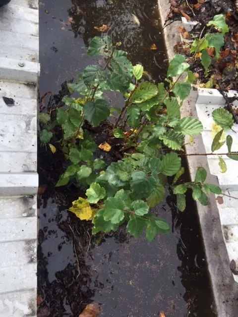 Images Guttaclean Ltd