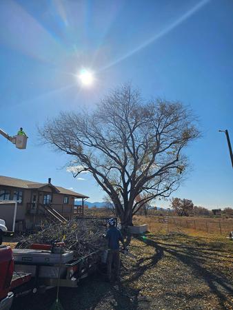 Images H & S Tree Care