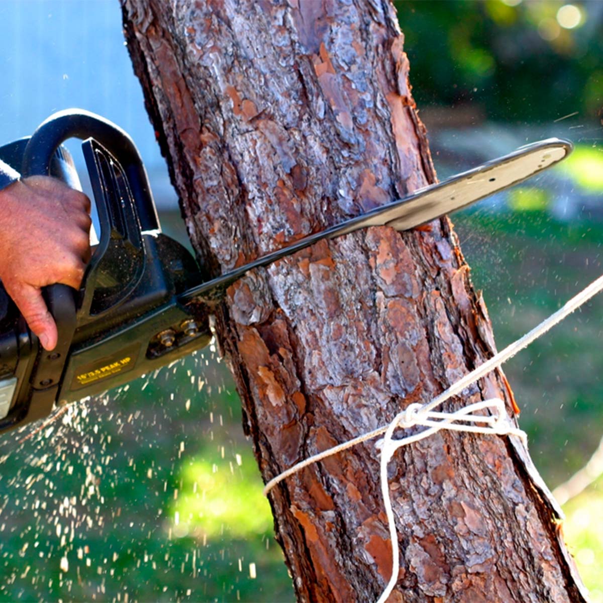 M Reyes Tree Services, LLC