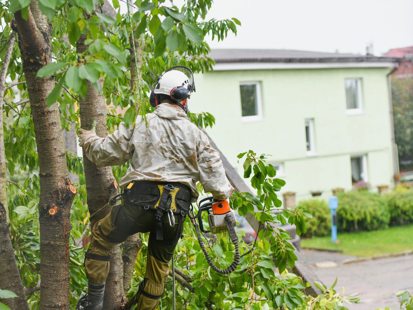 Tree Pruning and Trimming