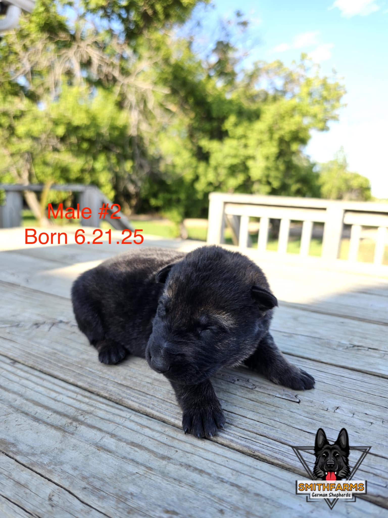 SmithFarms German Shepherds Image