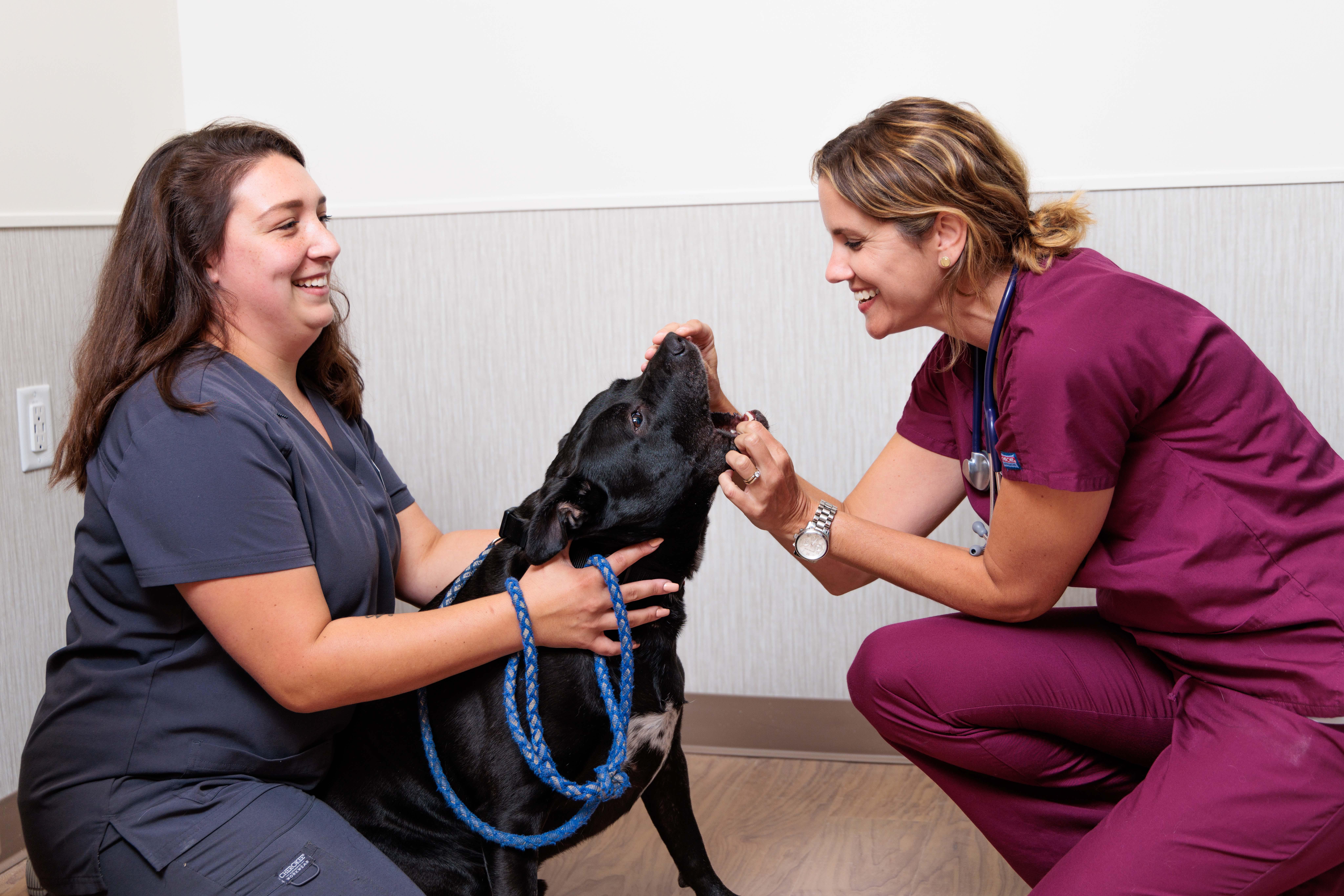 Part of our patients annual visit includes and dental exam.  Dr. Laura Mills checks for dental disease, which is about more than doggy breath, but about your pet’s complete health! Oral bacteria puts pets at risk for painful teeth and gums, and more serious issues like organ damage.