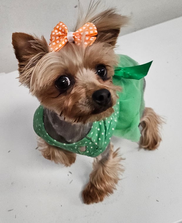 Images Bad, Beautiful & Bossy AKC Yorkies