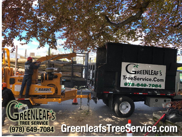 Greenleaf's Tree Service Photo