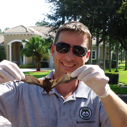 Wellington, FL bat removal and exclusion services by Animal Rangers, Inc.