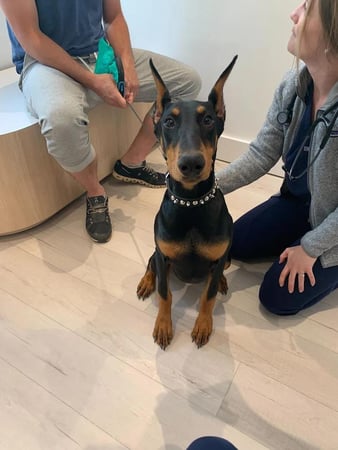Images Petfolk Veterinary & Urgent Care - Mansfield