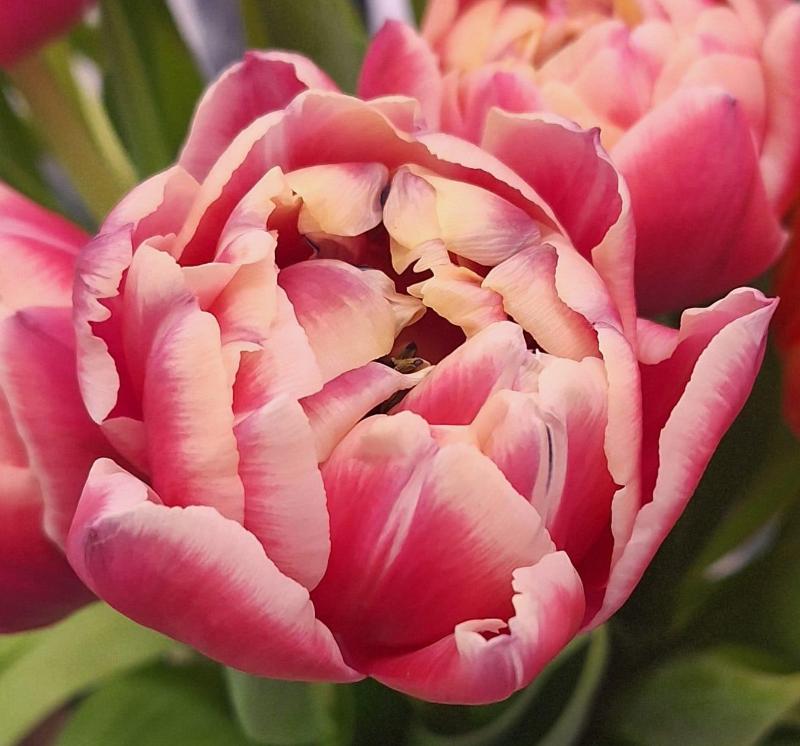 Images Fioreria Tessadri