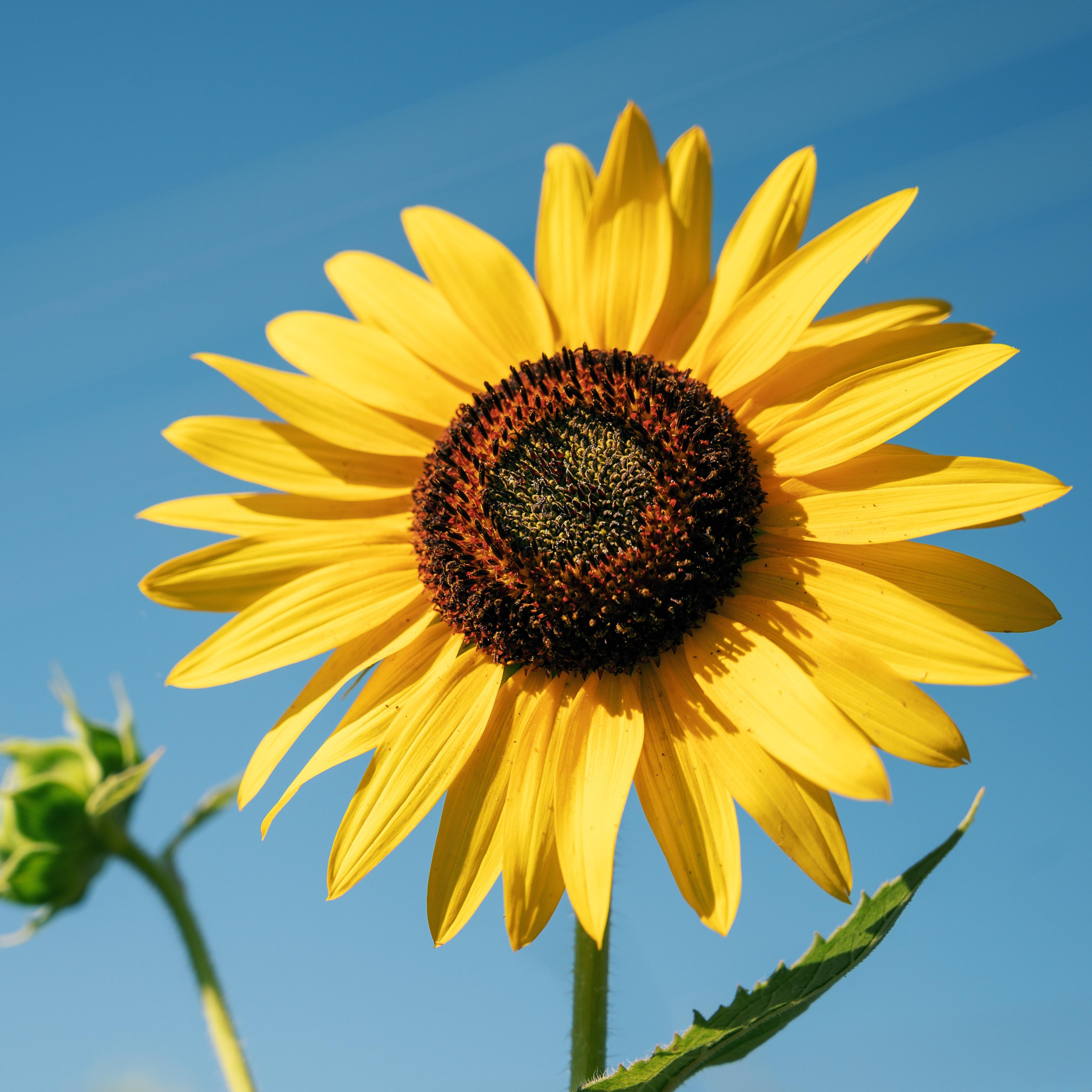 Logo von Die Goldene Sonnenblume