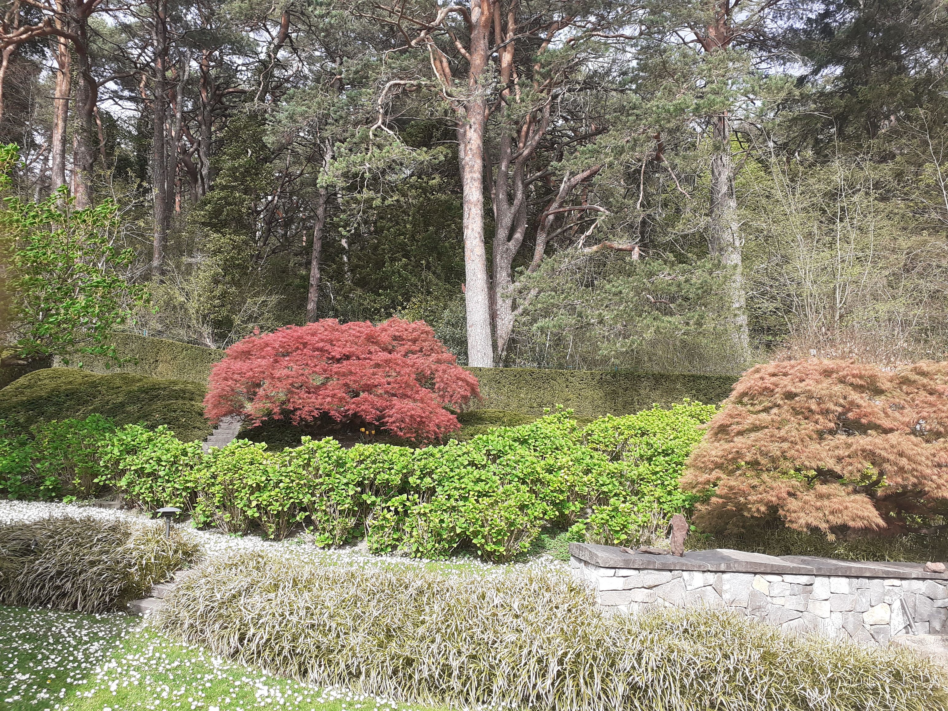 Bilder Borner Baumpflege & Gartengestaltung