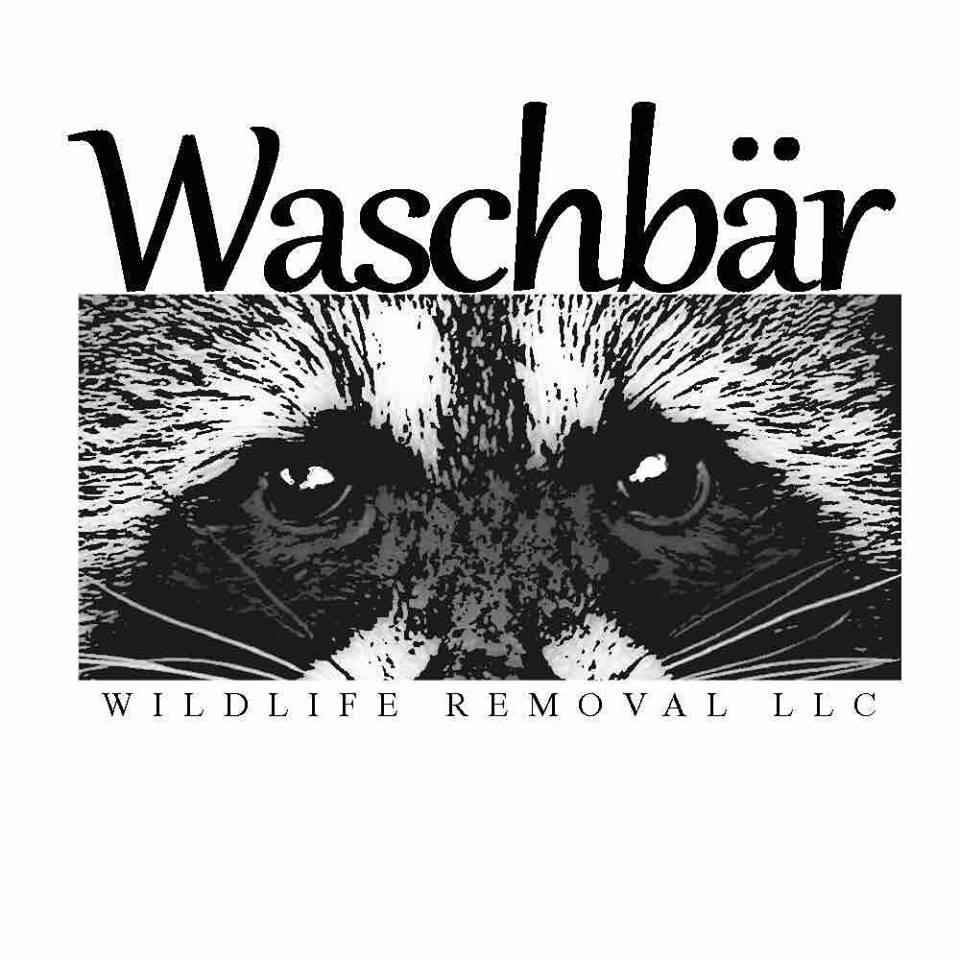 Waschbar Wildlife Removal