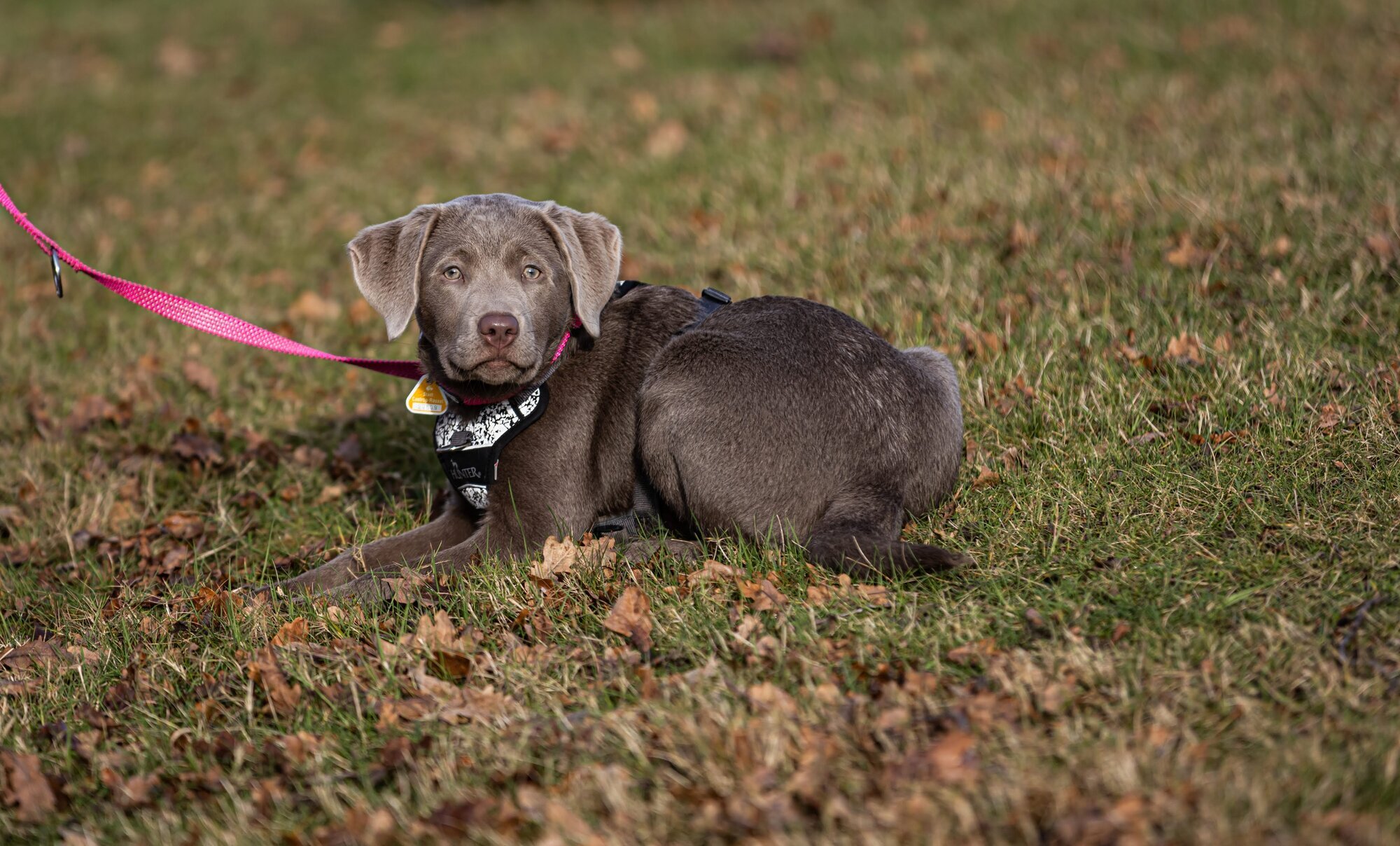 Hundetraining Zum Dream-Team in Castrop-Rauxel