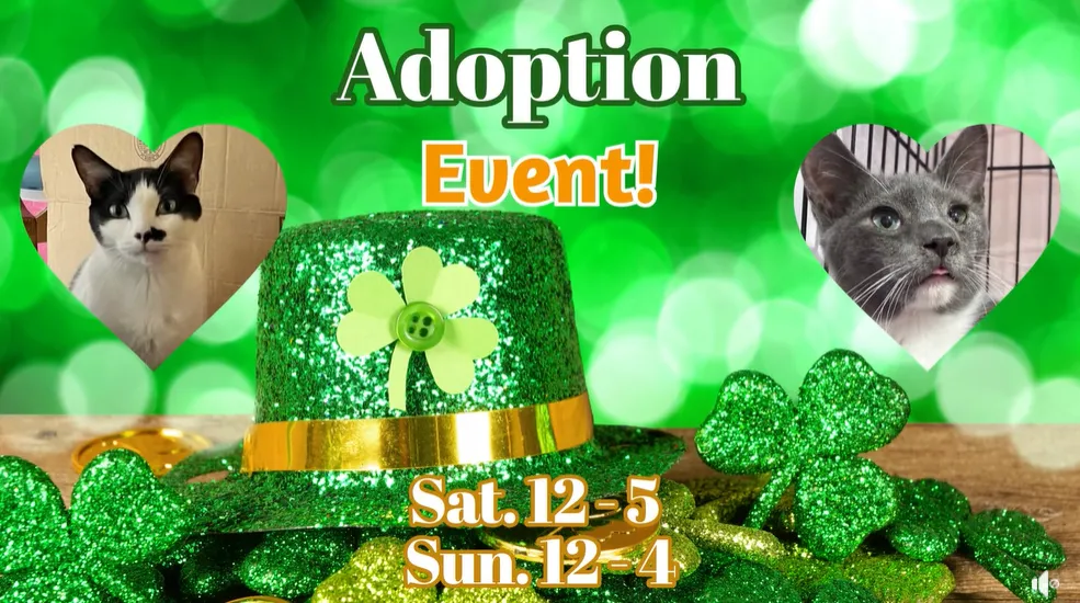 Image of Local Pet Event Lucky Cat Adoption Event with F.A.T. Katz (Cutler store) Nearby