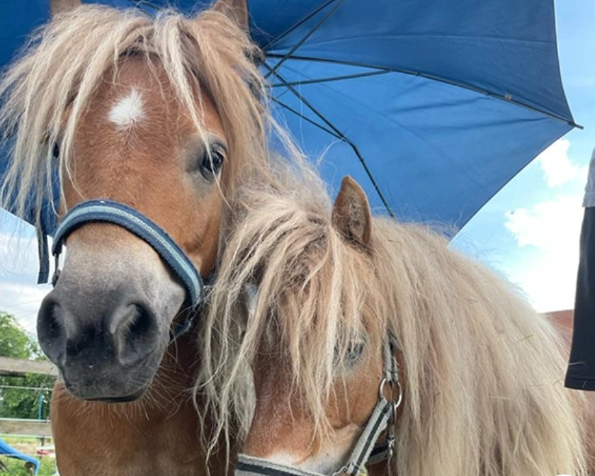 Bild 4 von Greußinghof - Kindergeburtstage | Reiten | Hofladen