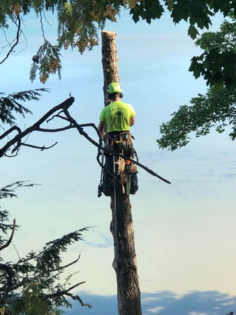 Images Deering Tree Service