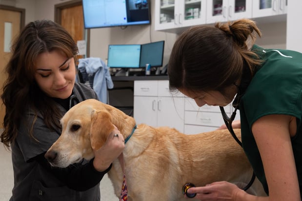 Images Furgent Care Vet