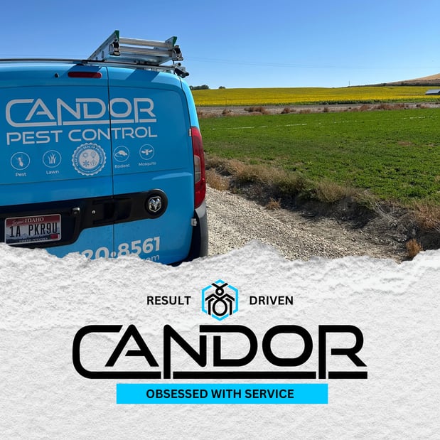 Images Candor Pest Control