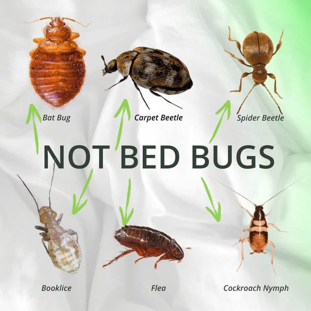 Images Nextgen Pest Solutions