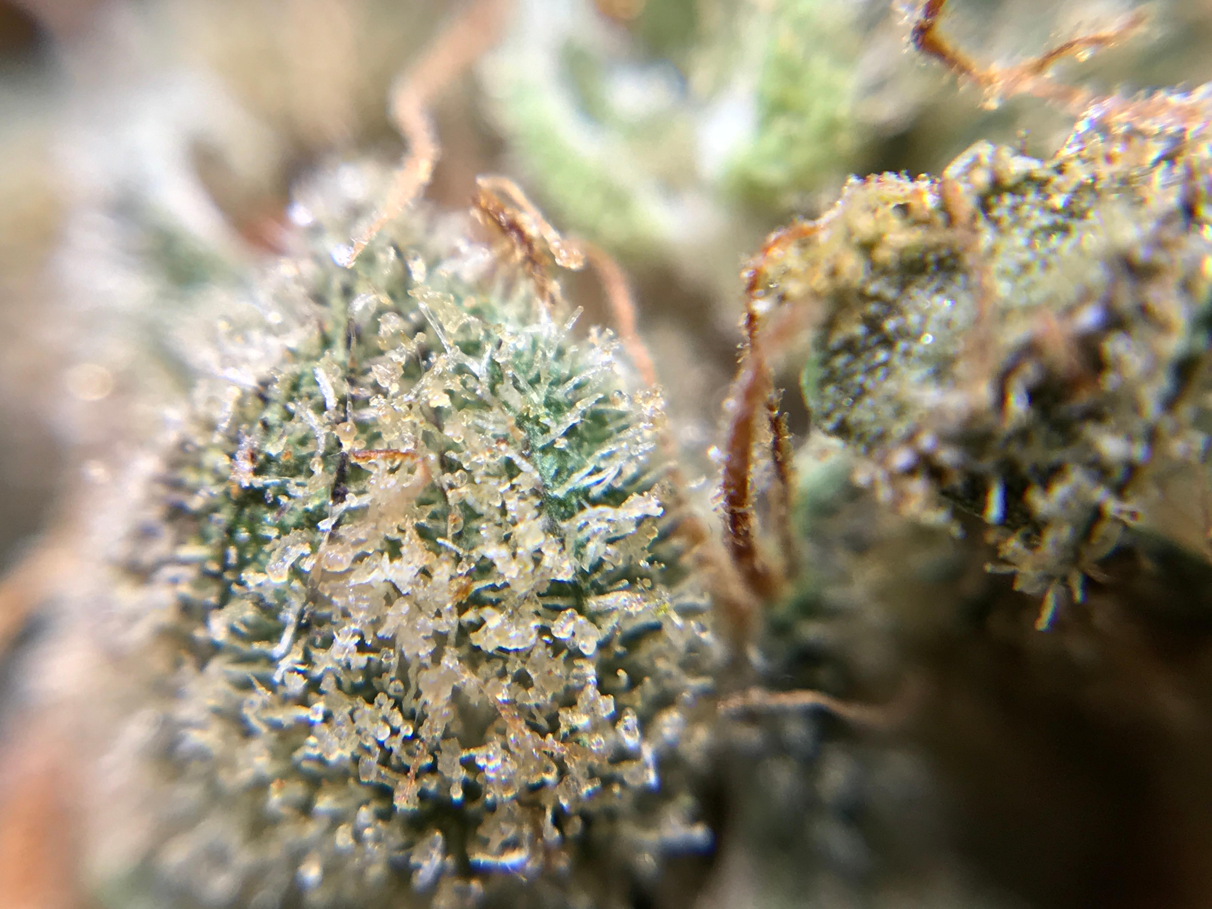 Star Buds Medical Marijuana Dispensary Altus Photo