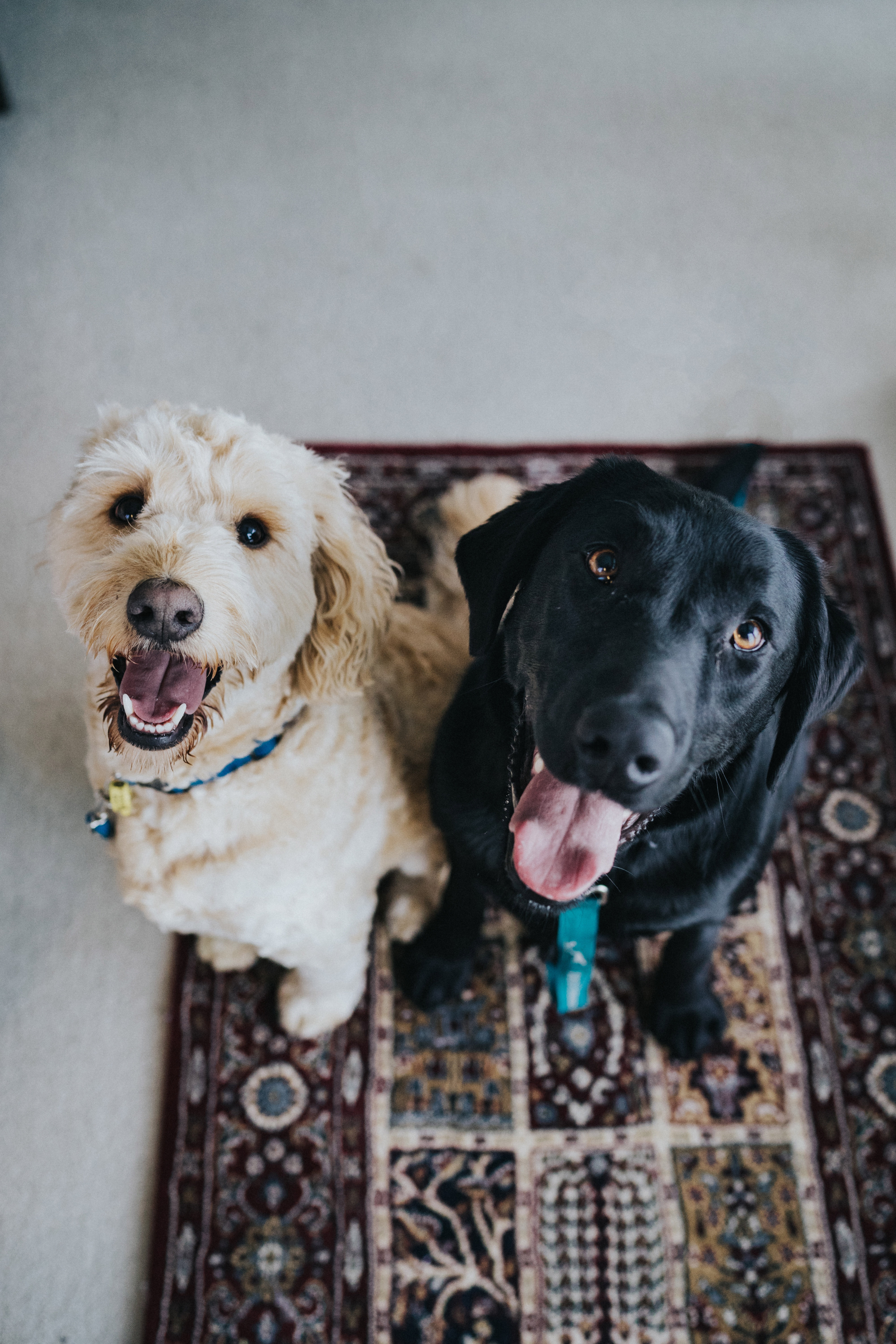 Dogs leave behind pet dander, odors, and urine stains. If you have a dog you need a carpet cleaning!