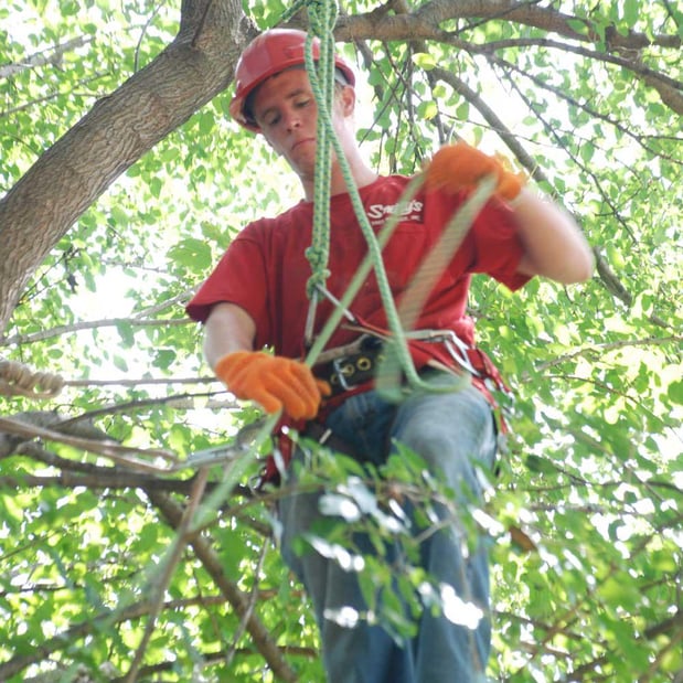 Images Smitty's Tree Service Inc.