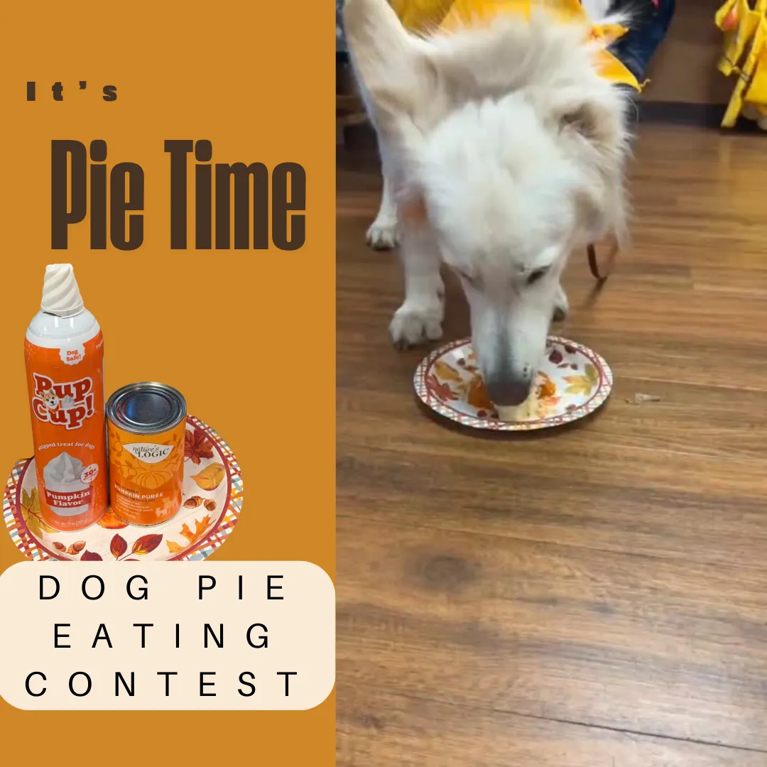 Image of Local Pet Event Dog Pie Eating Contest! Nearby