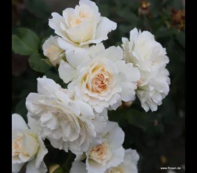 Rose 'Petticoat'_Zanker Gartenbau