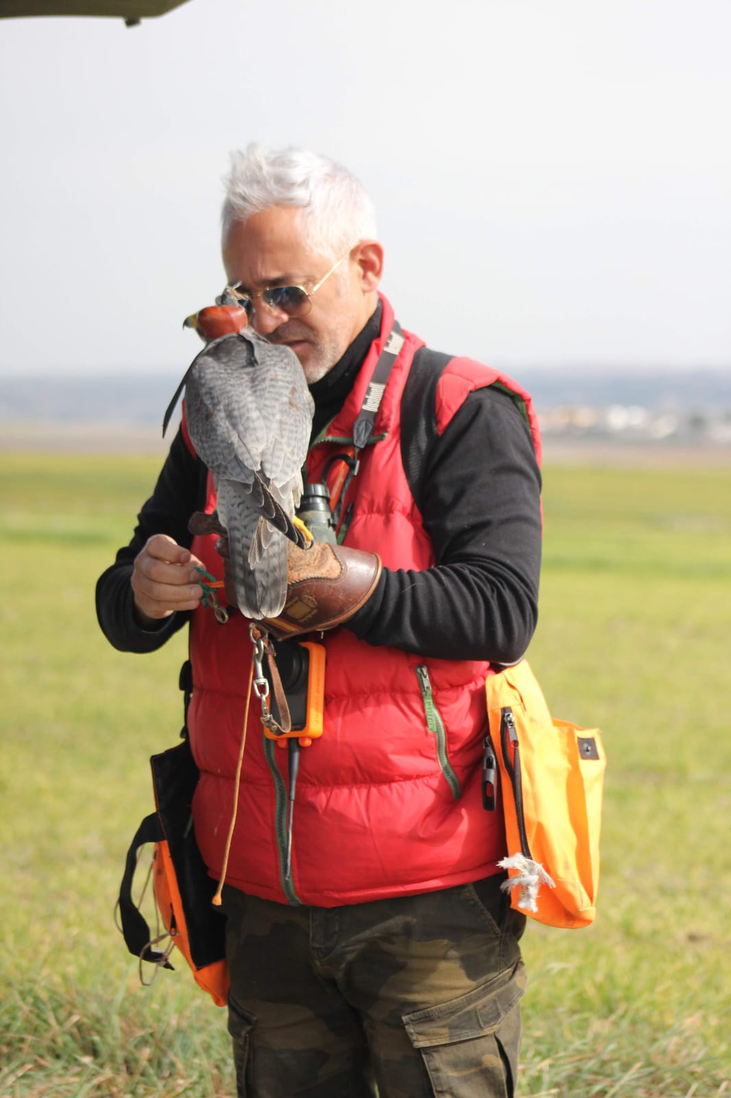 Images Bird Control Falcon S.L.