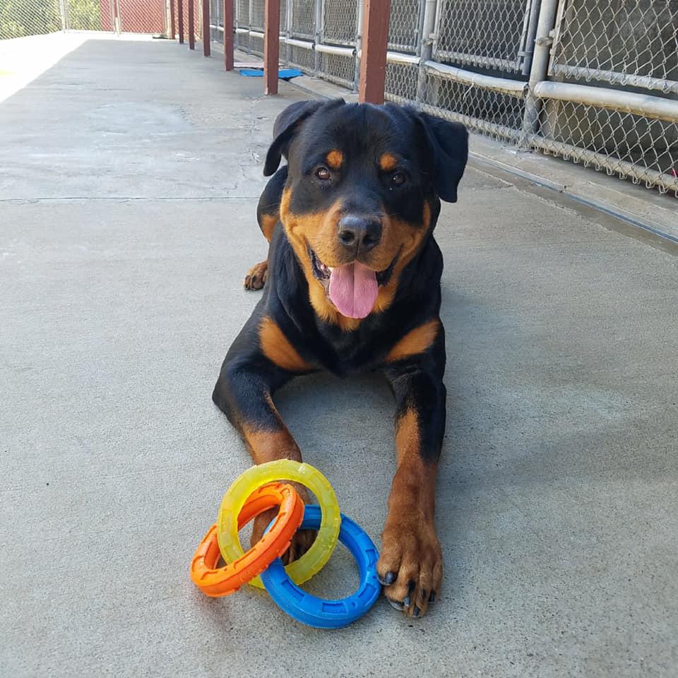 Dog Gone Crazy Kennels Photo