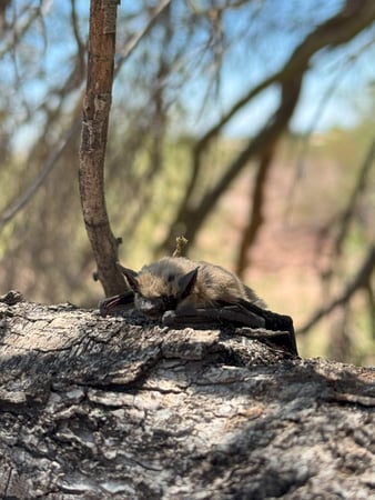 Images Darling Wildlife Services
