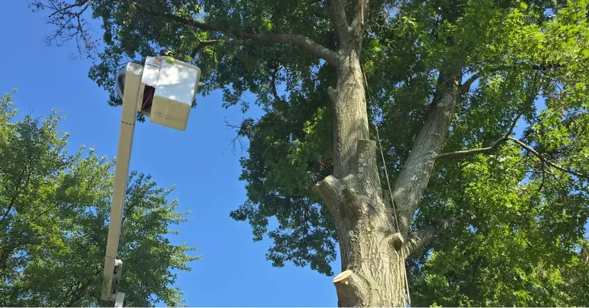 Tree Trimming & Pruning in Pittsburgh, PA
