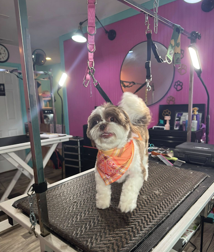 Images Love and Care Grooming Salon